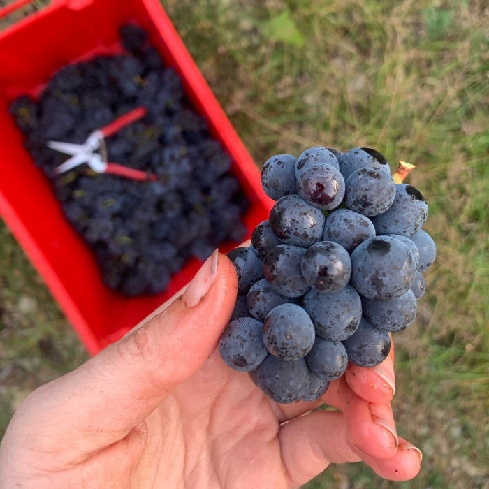 2022 Bio Spätburgunder Langenberg, Franken, Deutschland