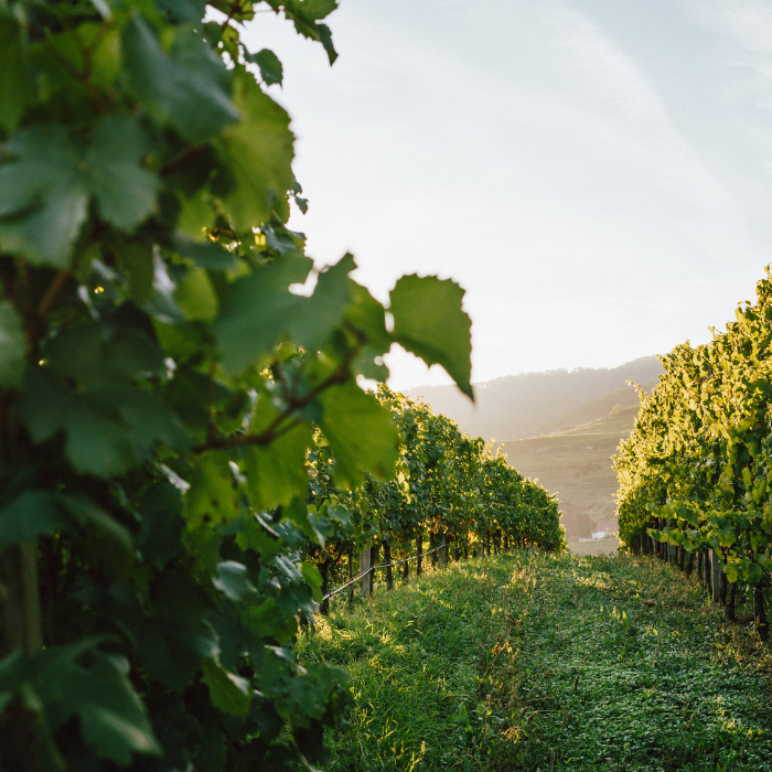 2023 Riesling Setzberg Smaragd, Wachau, Österreich