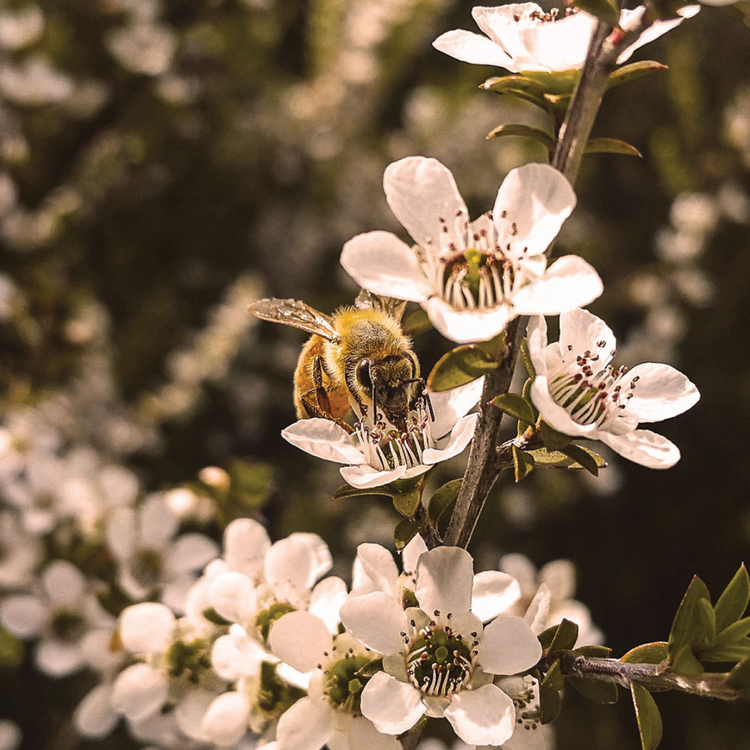 Rare Harvest Manuka Honey MGO 2100+