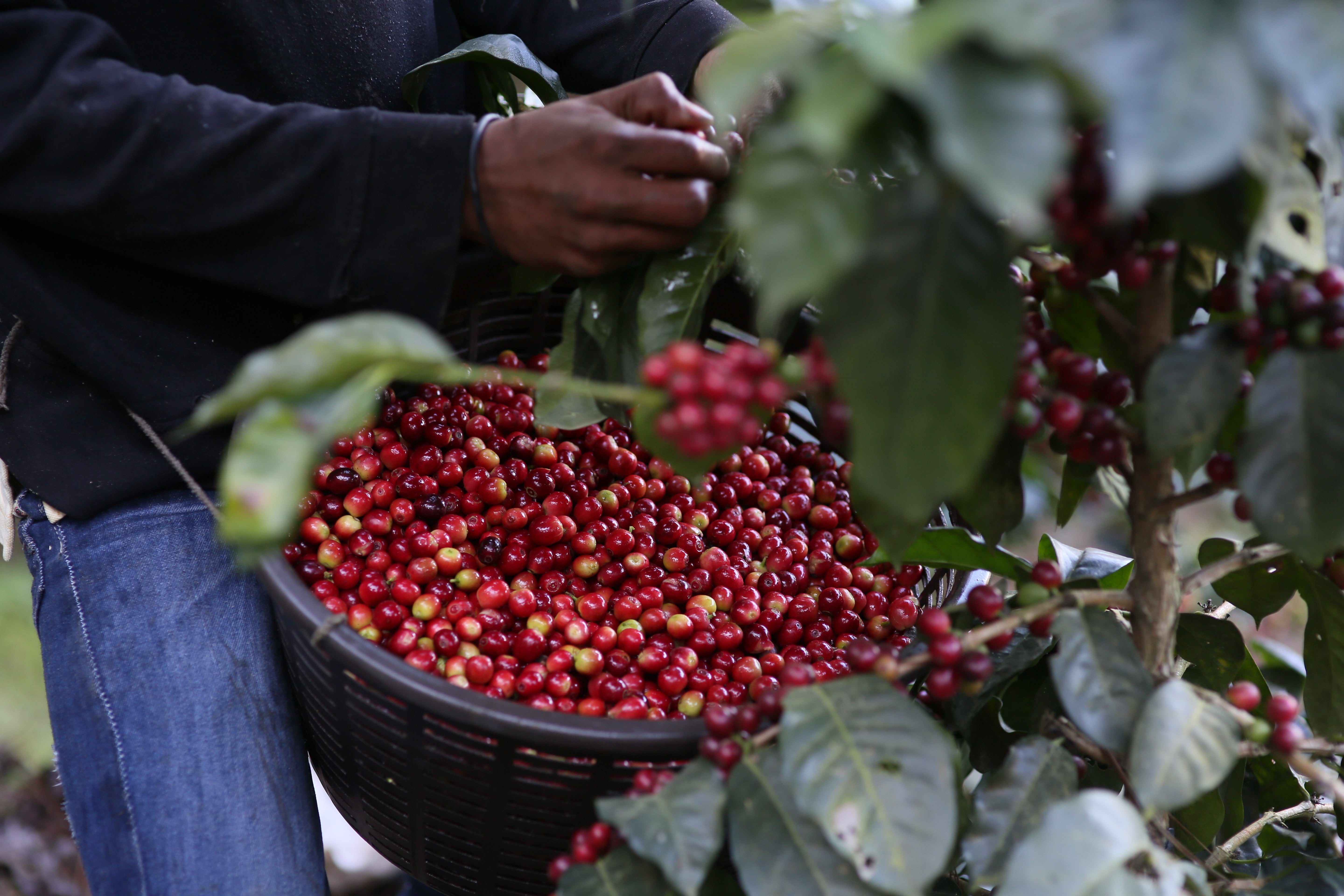 Crema Roast, ganze Bohne