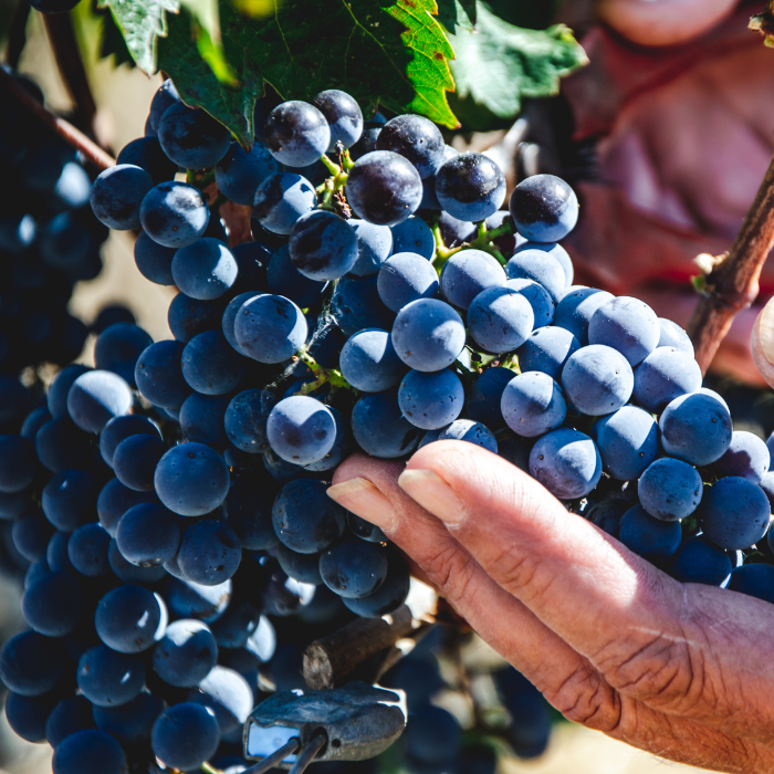2024 Tre, Magnum, Toskana, Italien