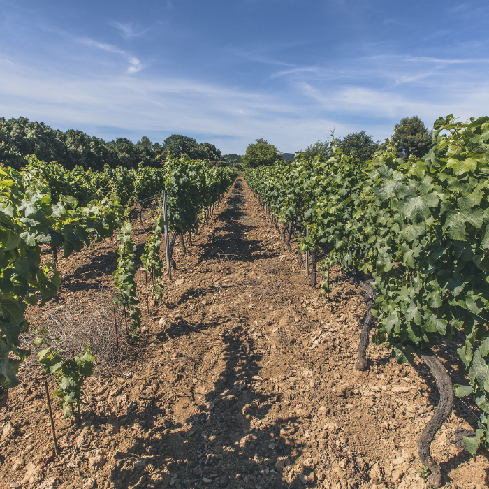 2025 Bio Château Romassan Bandol Rosé, Provence, Frankreich