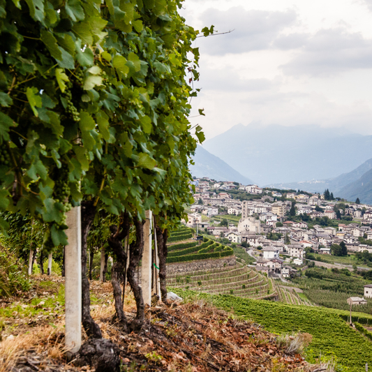 23.10.25 | Trüffel, Tradition & Terroir: Ein Genuss-Abend mit Prunotto