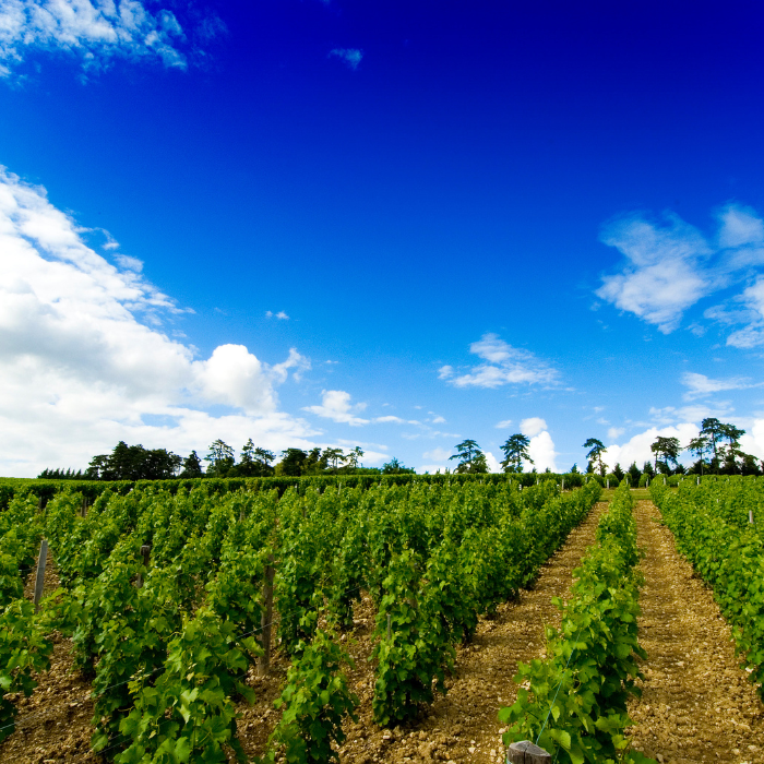 2024 Pouilly-Fumé, Loire, Frankreich