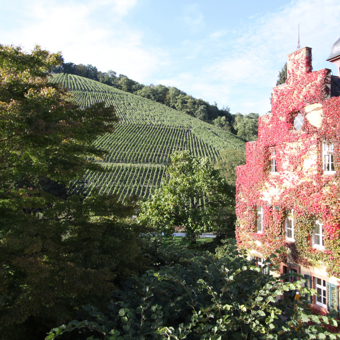 2023 Abtsberg GG Riesling, Mosel, Deutschland