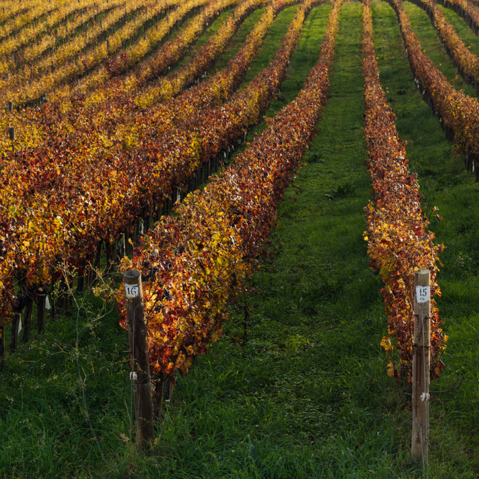 2023 Le Serre Nuove, Toskana, Italien
